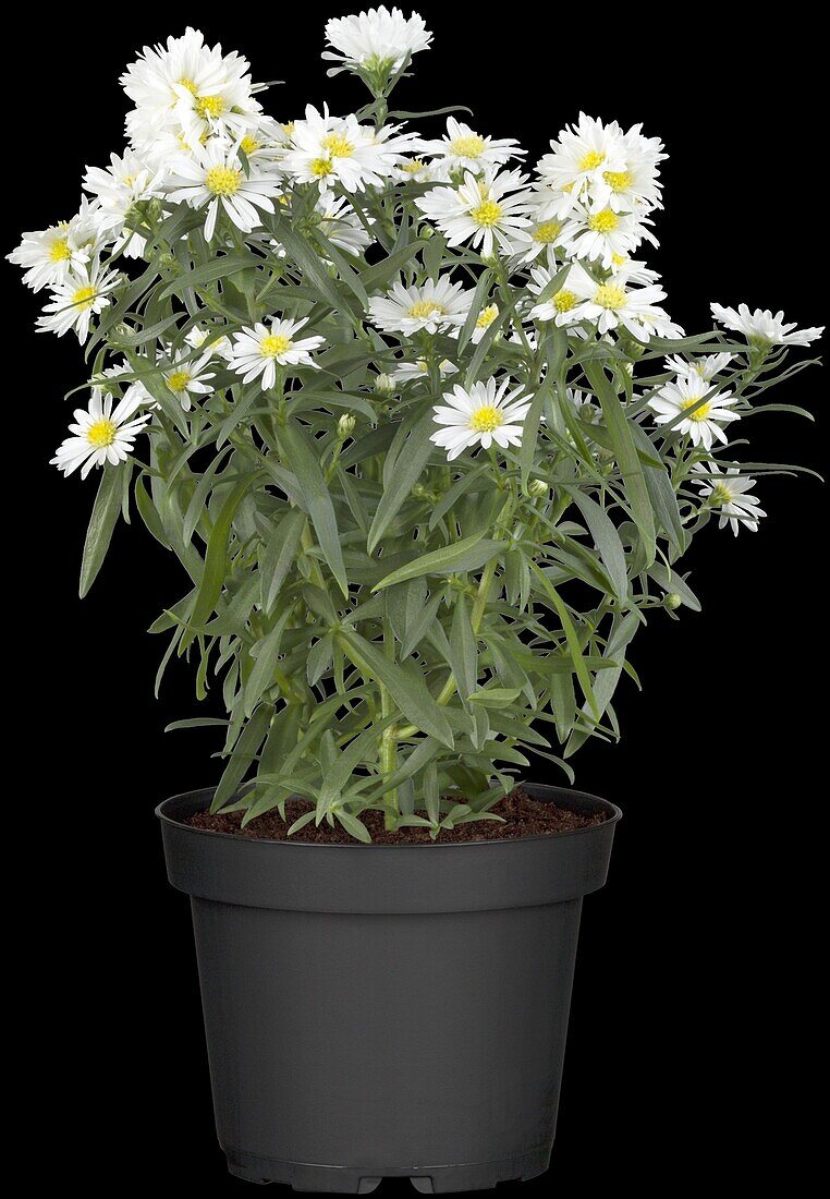 Aster novi-belgii, white specimen