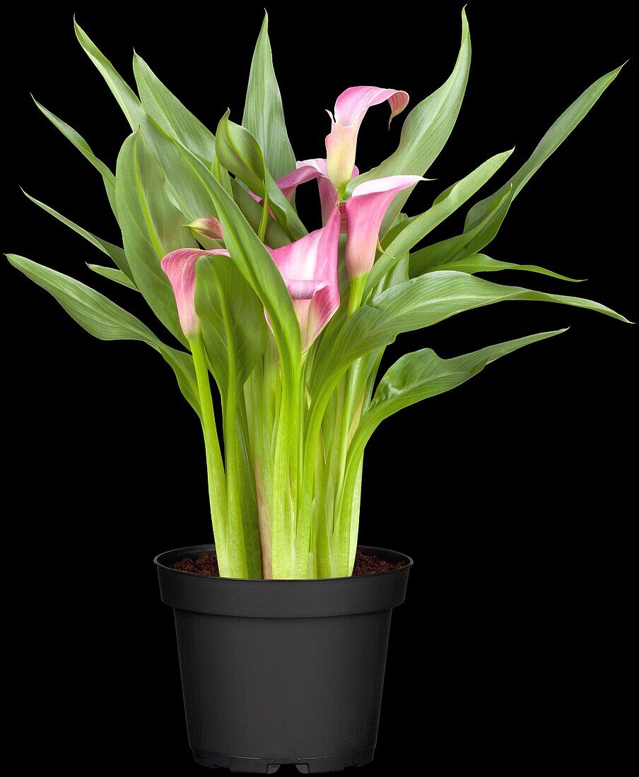 Zantedeschia aethiopica, pink