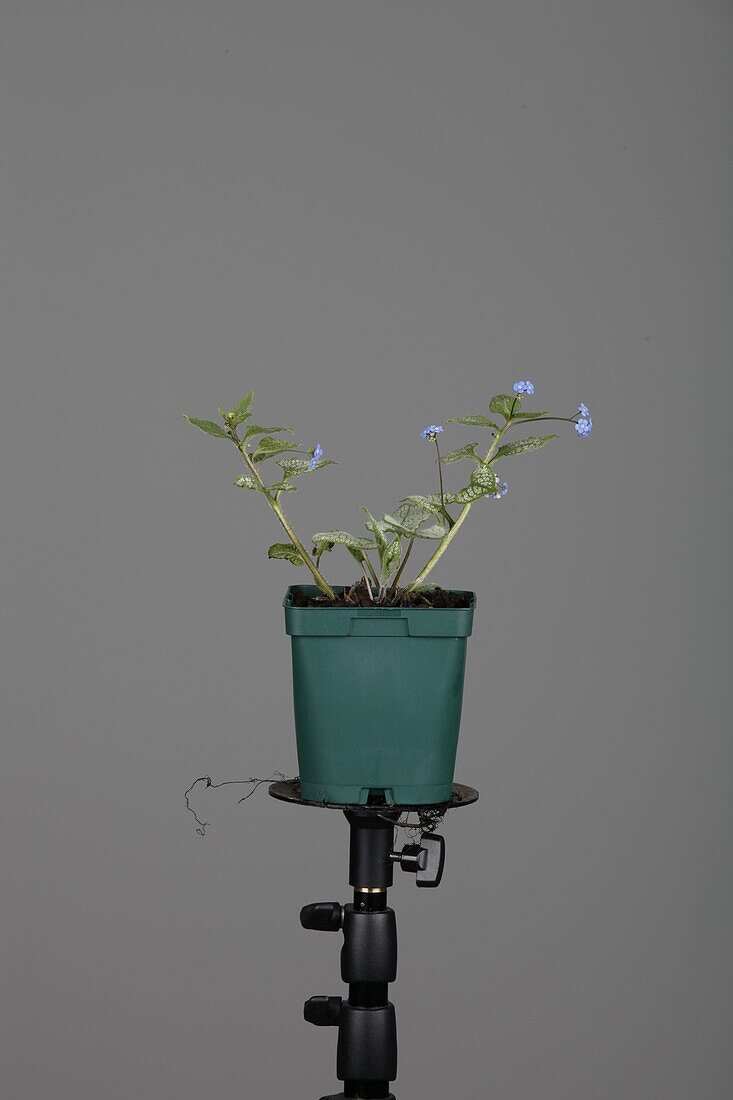 Brunnera macrophylla jack frost