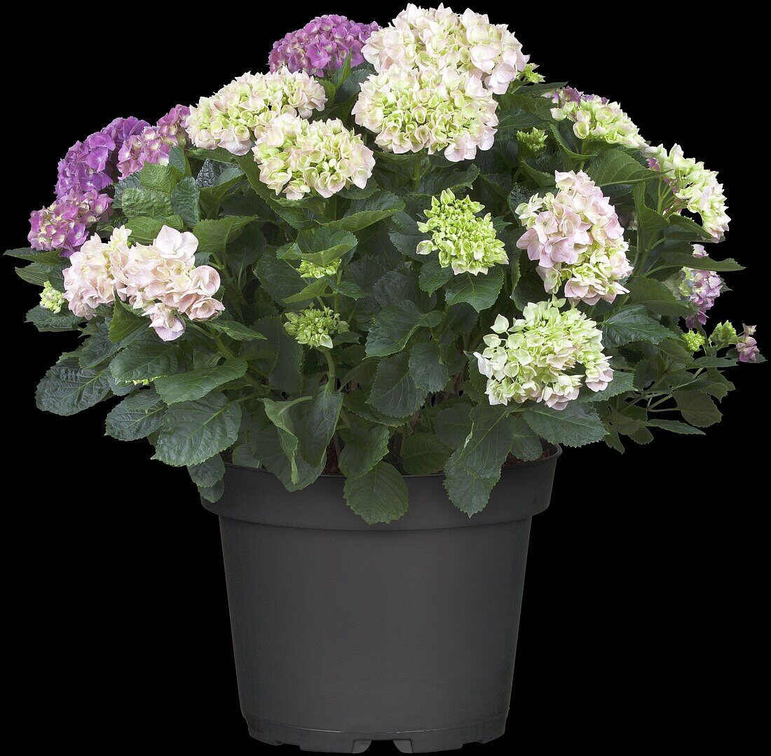 Hydrangea macrophylla