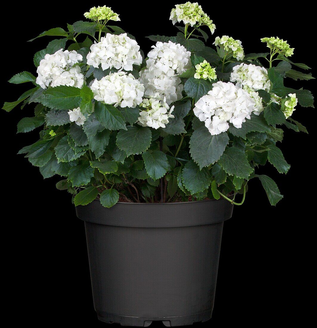 Hydrangea macrophylla