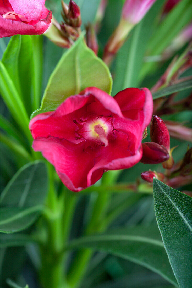 Nerium oleander, dark pink