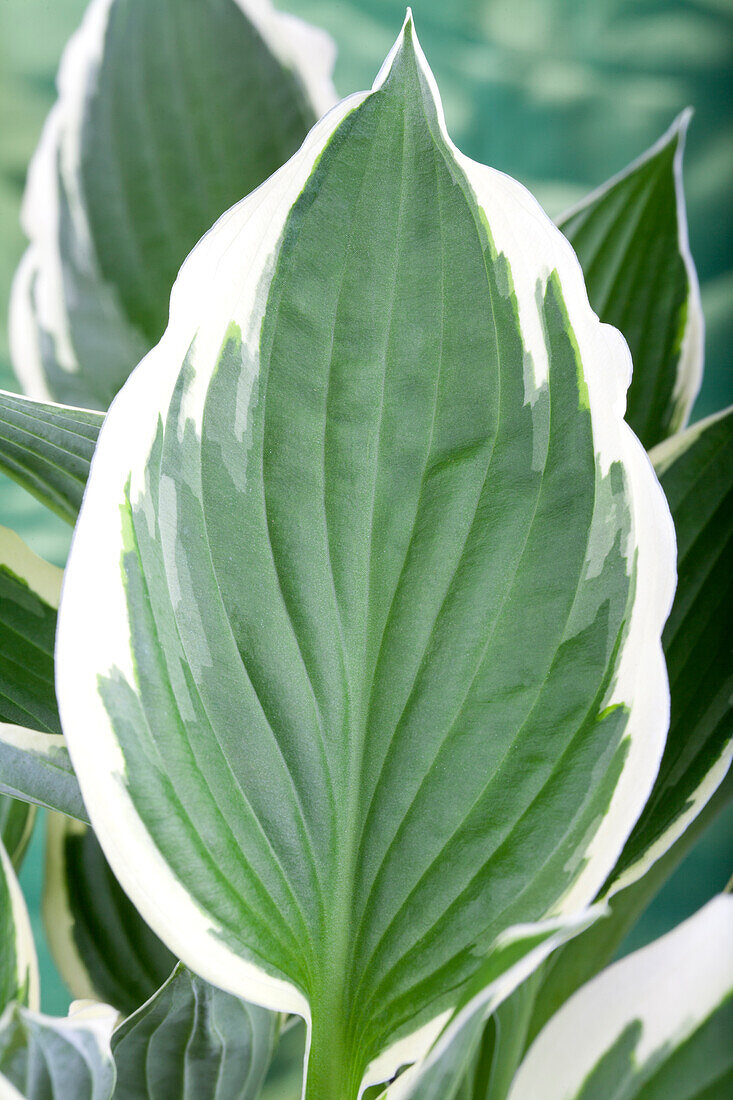 Hosta