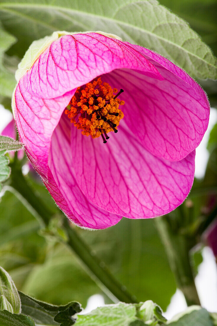 Abutilon