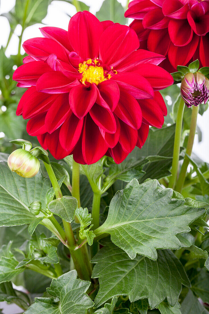 Dahlia