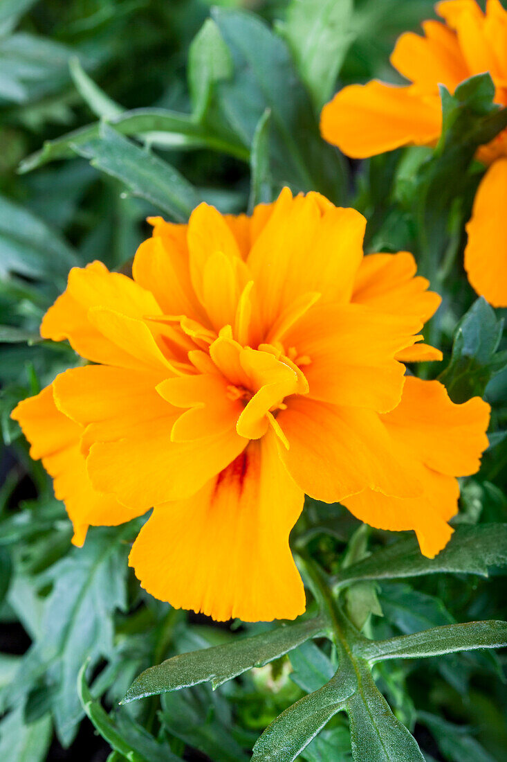 Tagetes patula nana