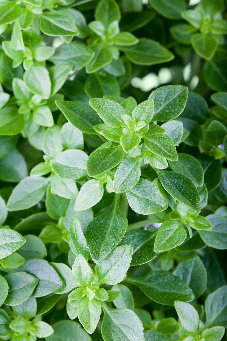 Ocimum basilicum 'Baristo® Compatto