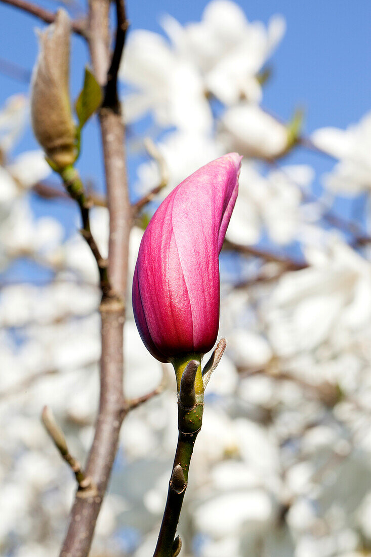 Magnolia liliiflora 'Nigra'