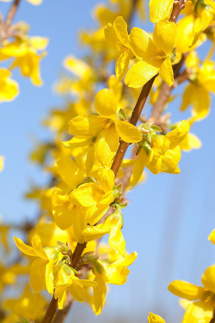 Forsythia x intermedia 'Week End'®