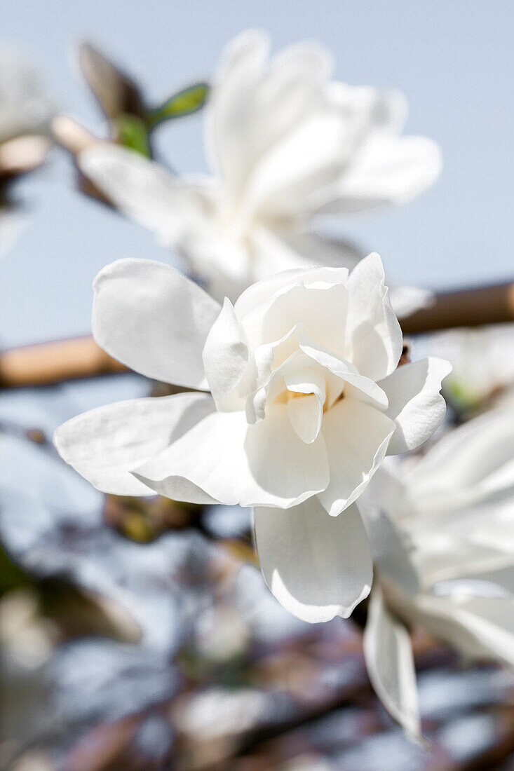 Magnolia x loebneri 'Merrill'