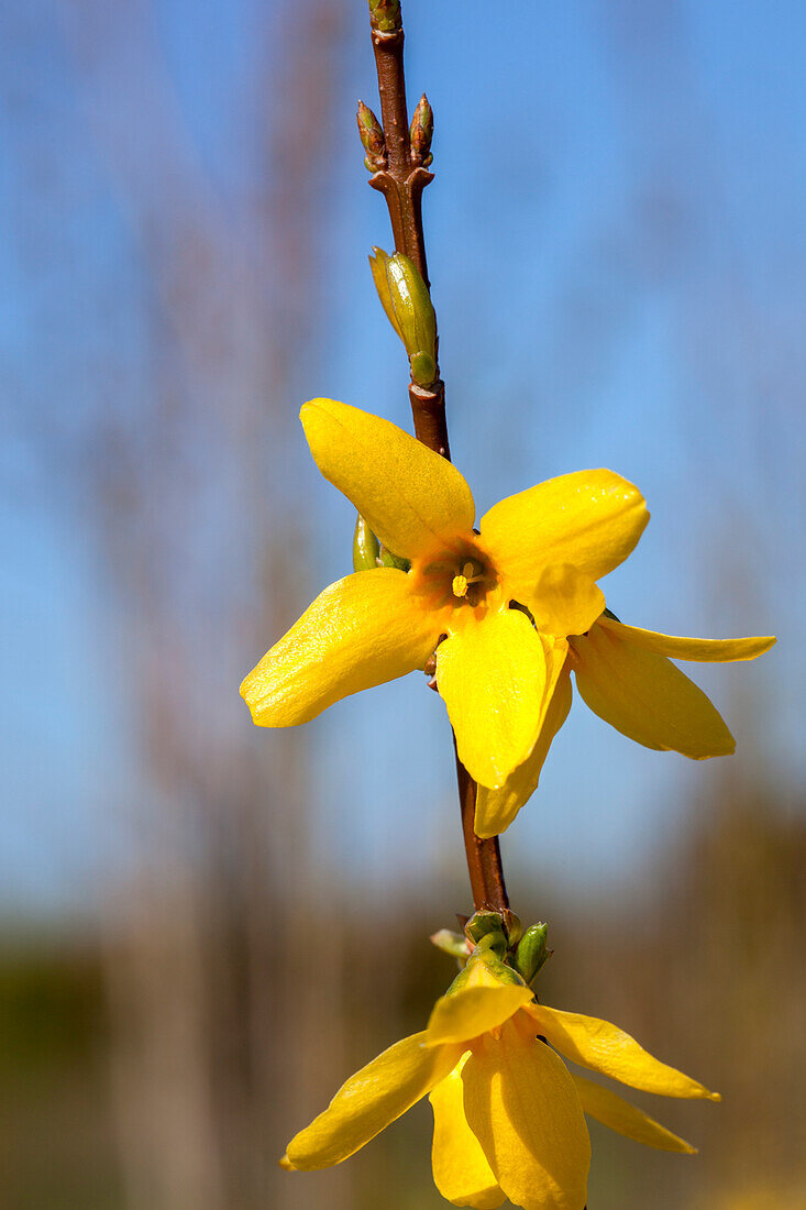 Forsythia x intermedia 'Week End'®