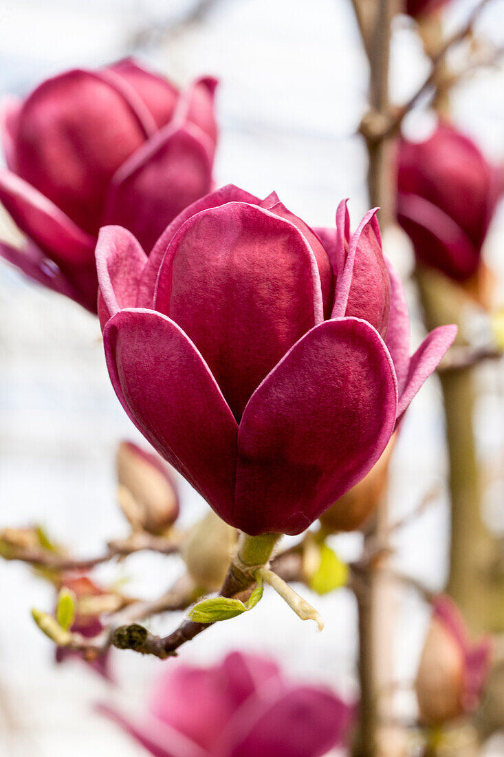 Magnolia 'Genie'®