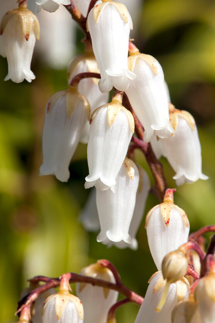 Pieris japonica