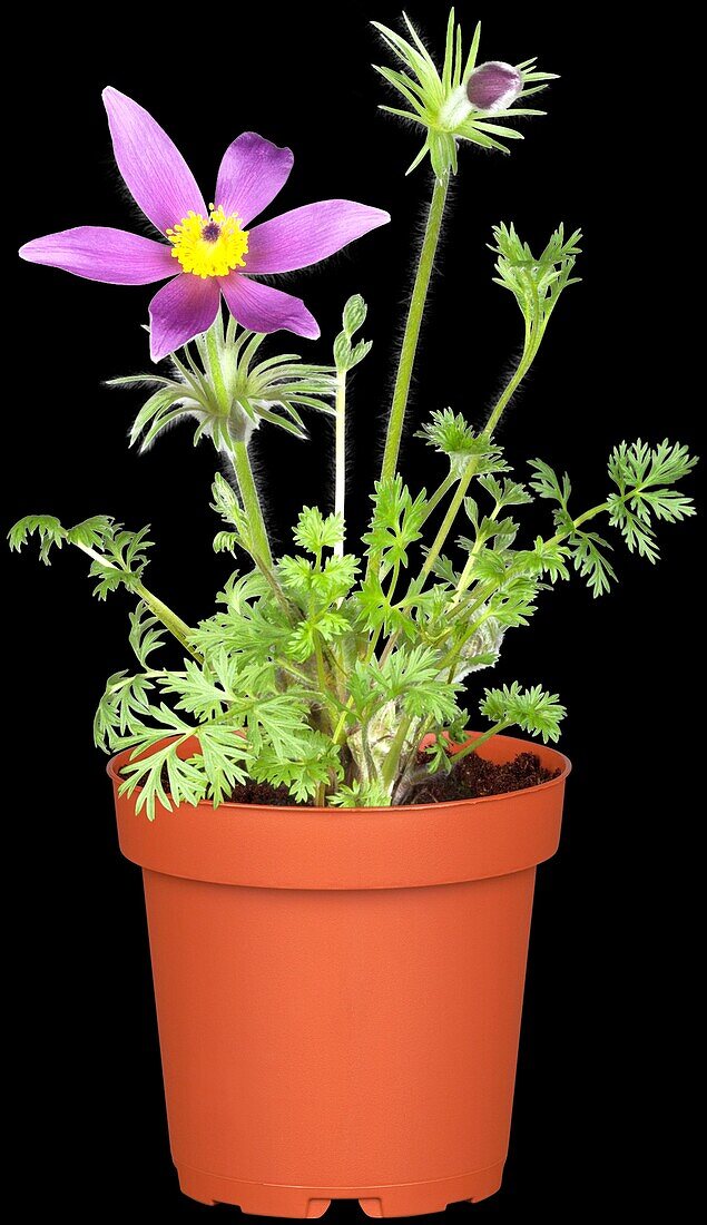 Pulsatilla vulgaris