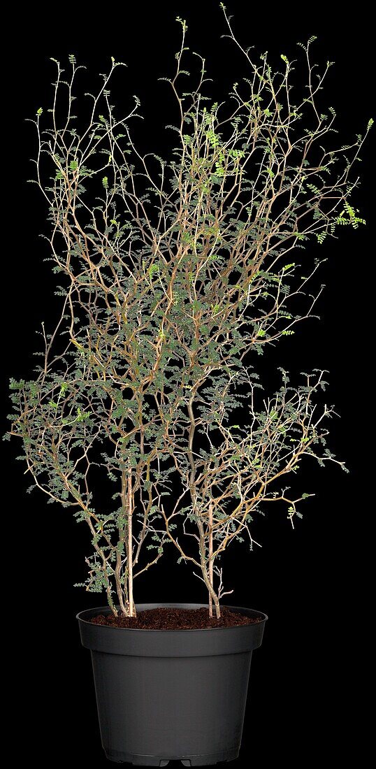 Sophora prostrata