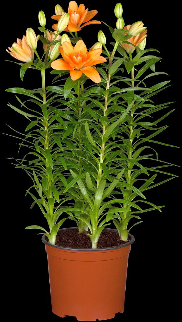 Lilium Asiatic, double