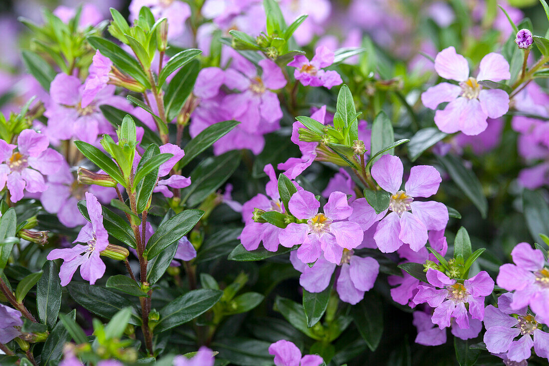 Cuphea hyssopifolia, lilac