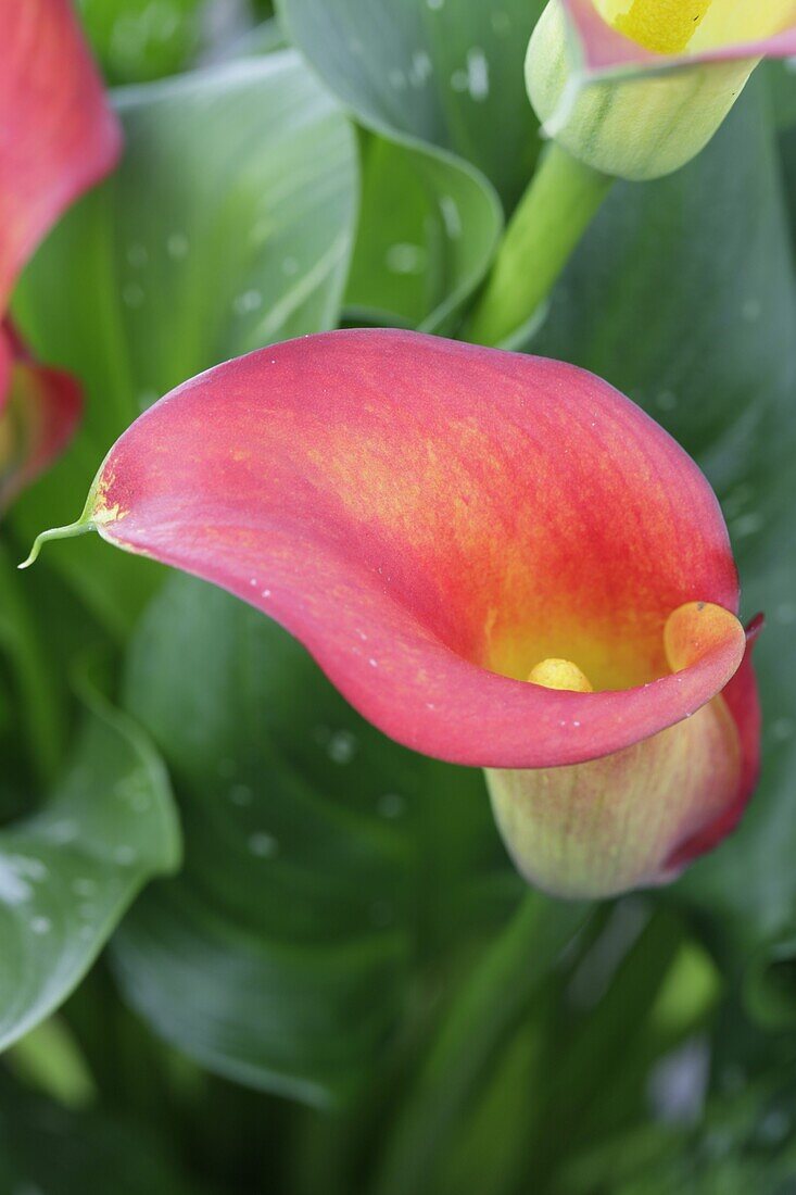 Calla indica alaska