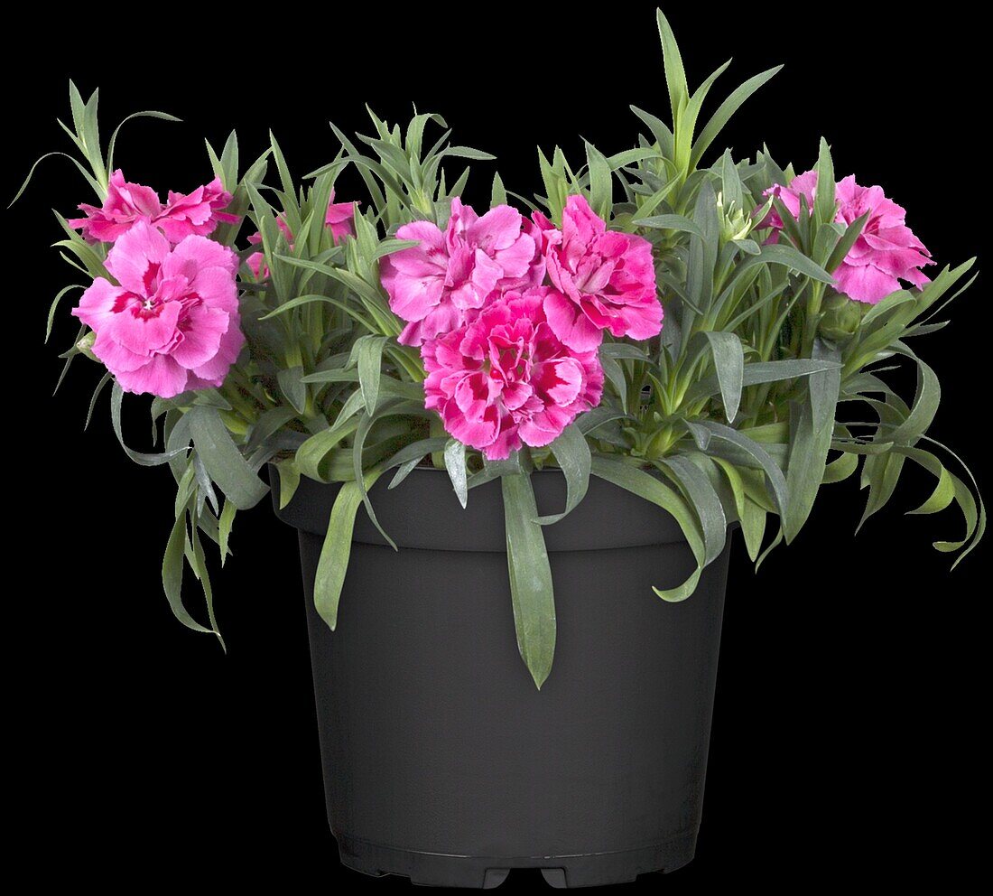 Dianthus caryophyllus, pink