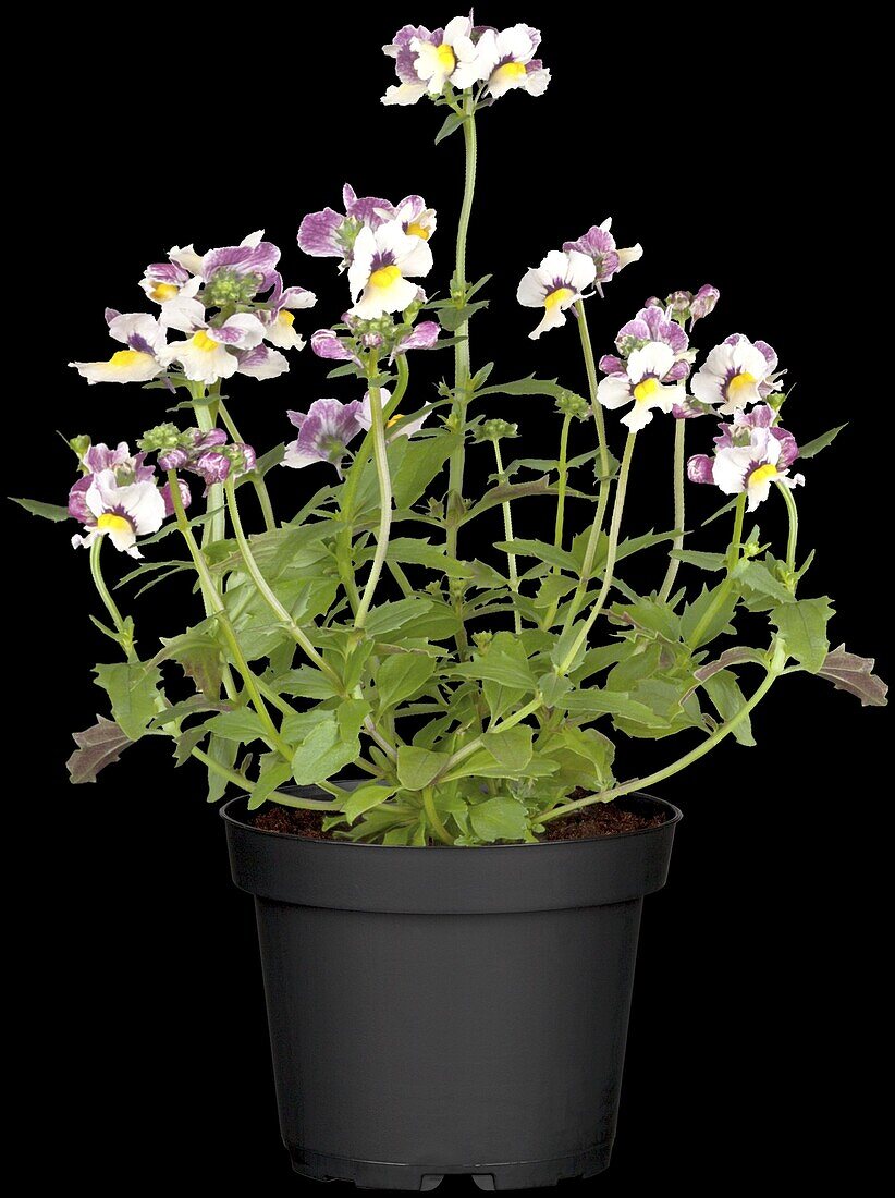 Nemesia 'SUNSATIA'™