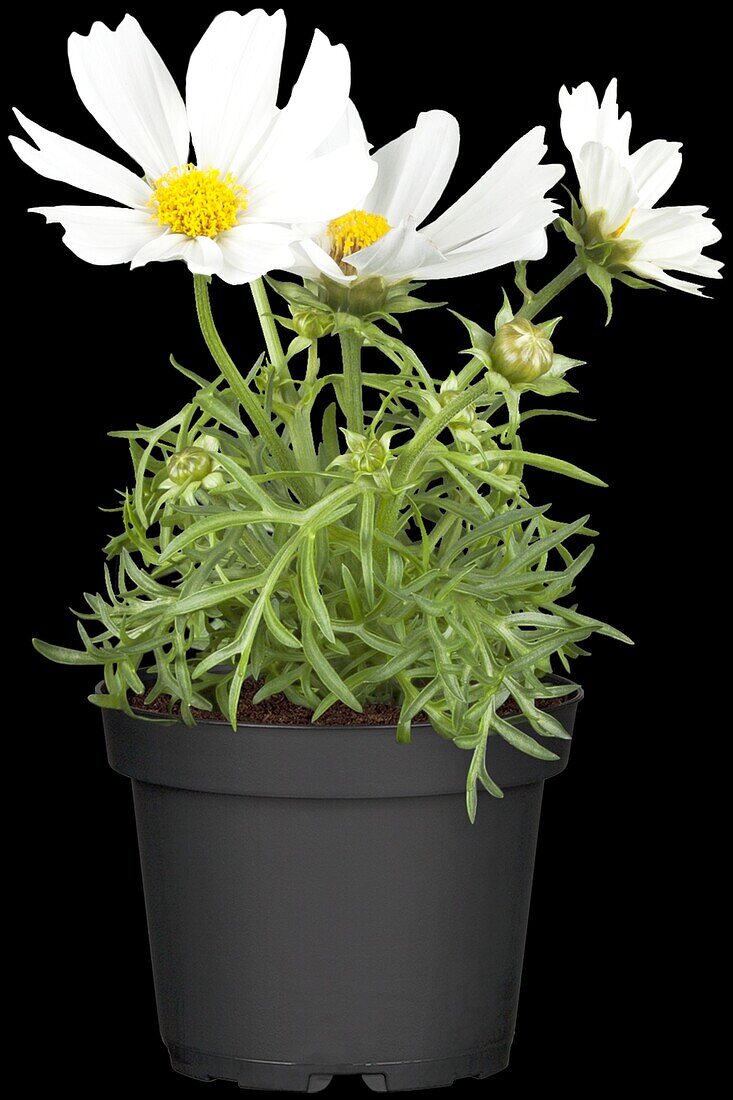 Cosmos bipinnatus, white