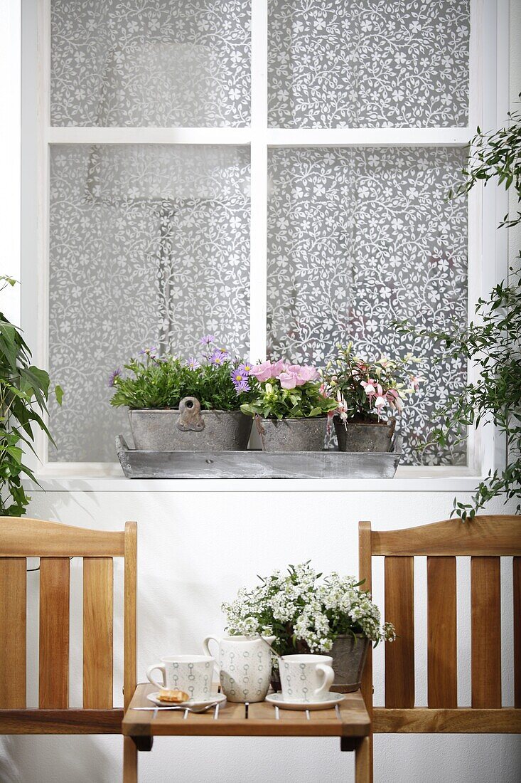 Balcony mix (Alyssum, Fuchsia, Campanula medium, Brachyscome)