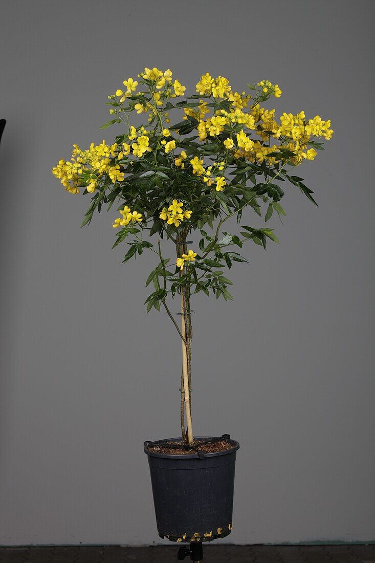 Senna didymobotrya