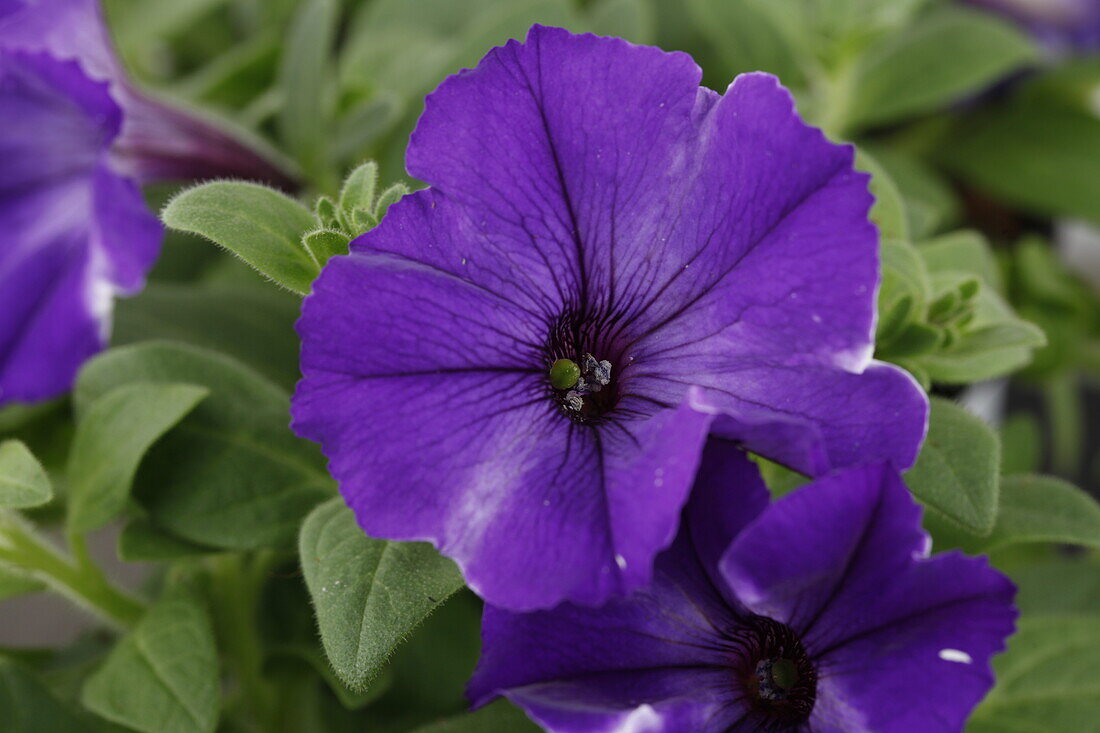 Petunia, purple