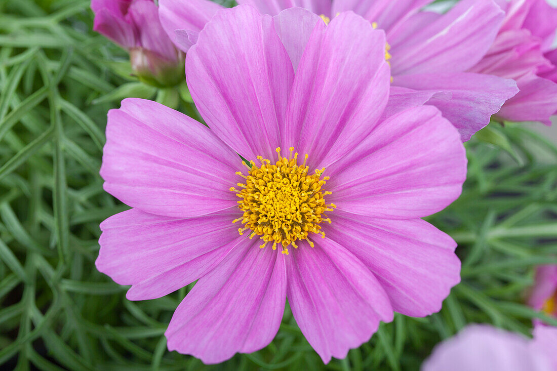 Cosmos bipinnatus, rosa