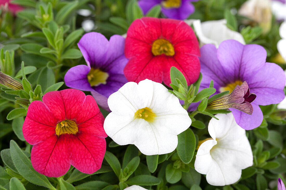 Calibrachoa