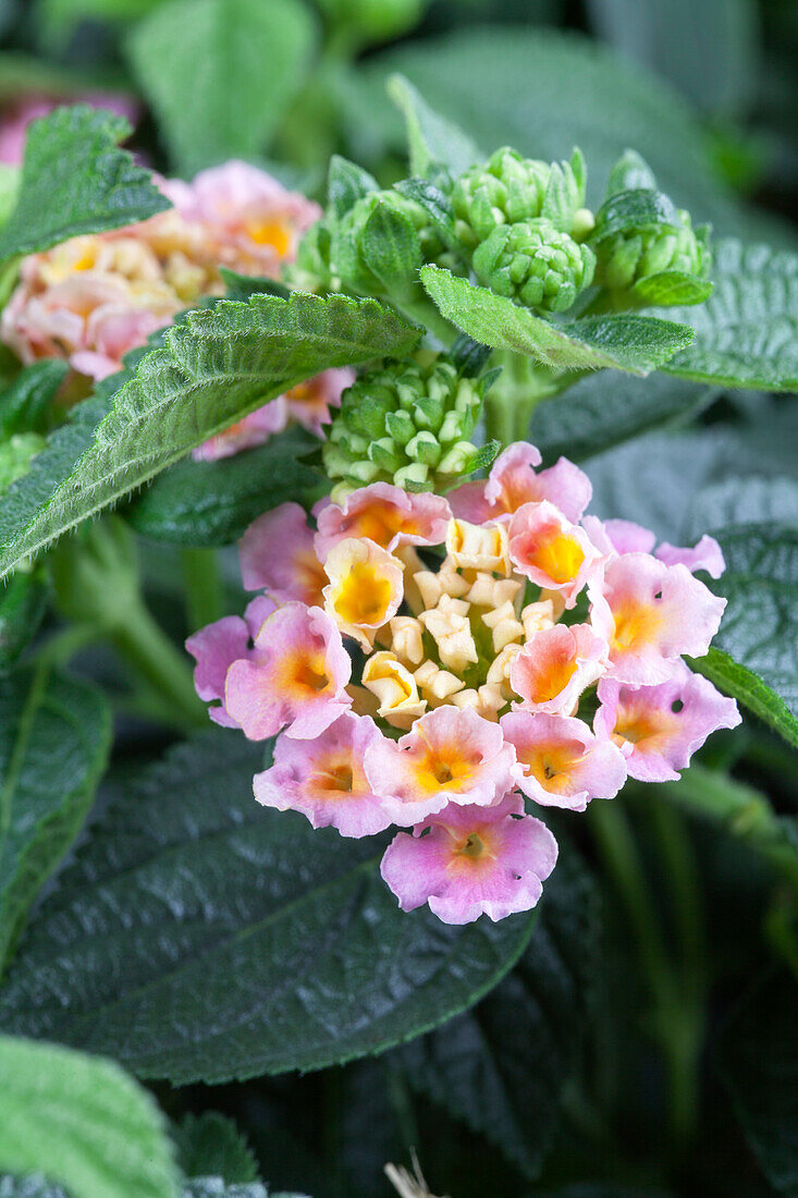 Lantana camara