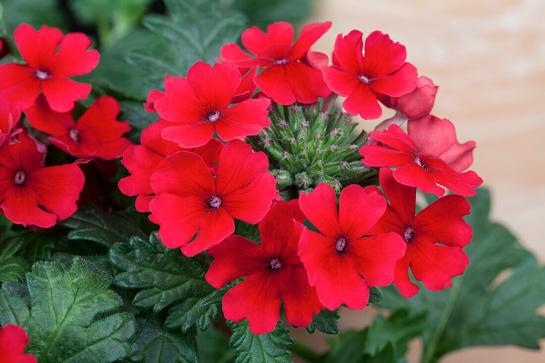 Verbena Magelana Deep Red