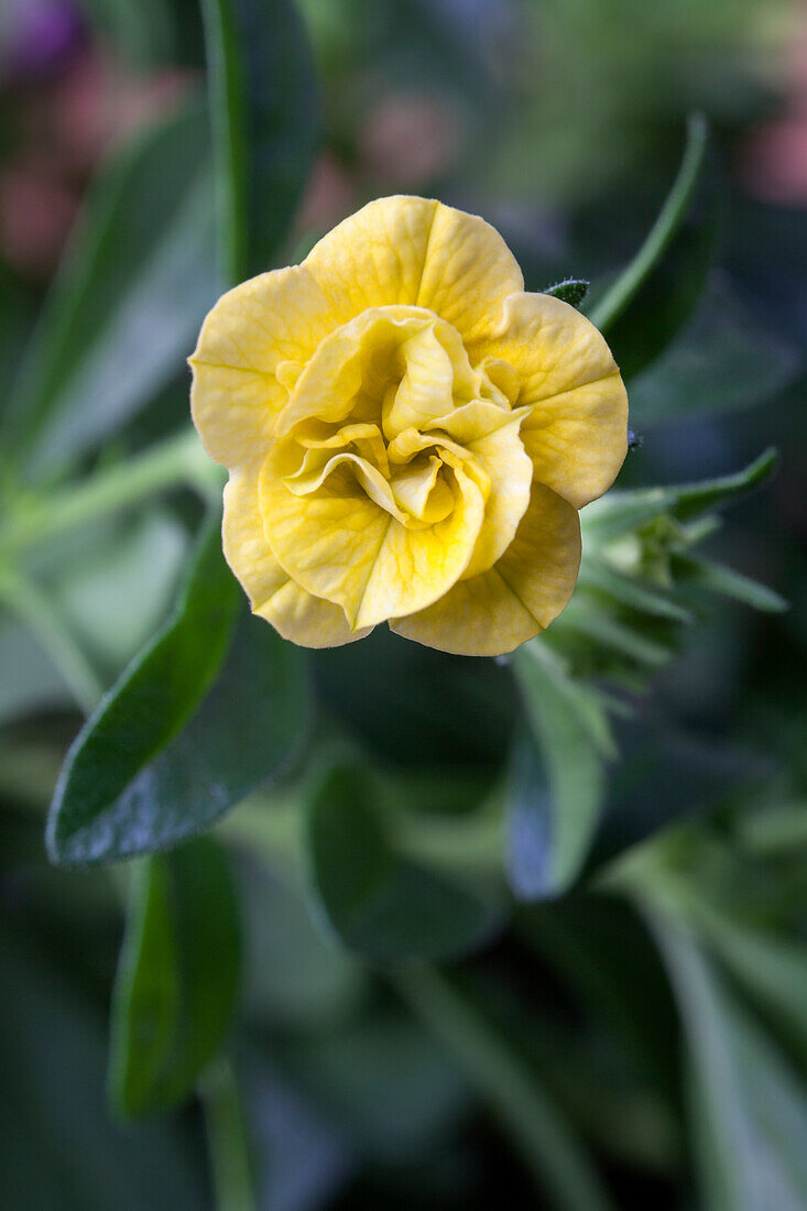 Calibrachoa