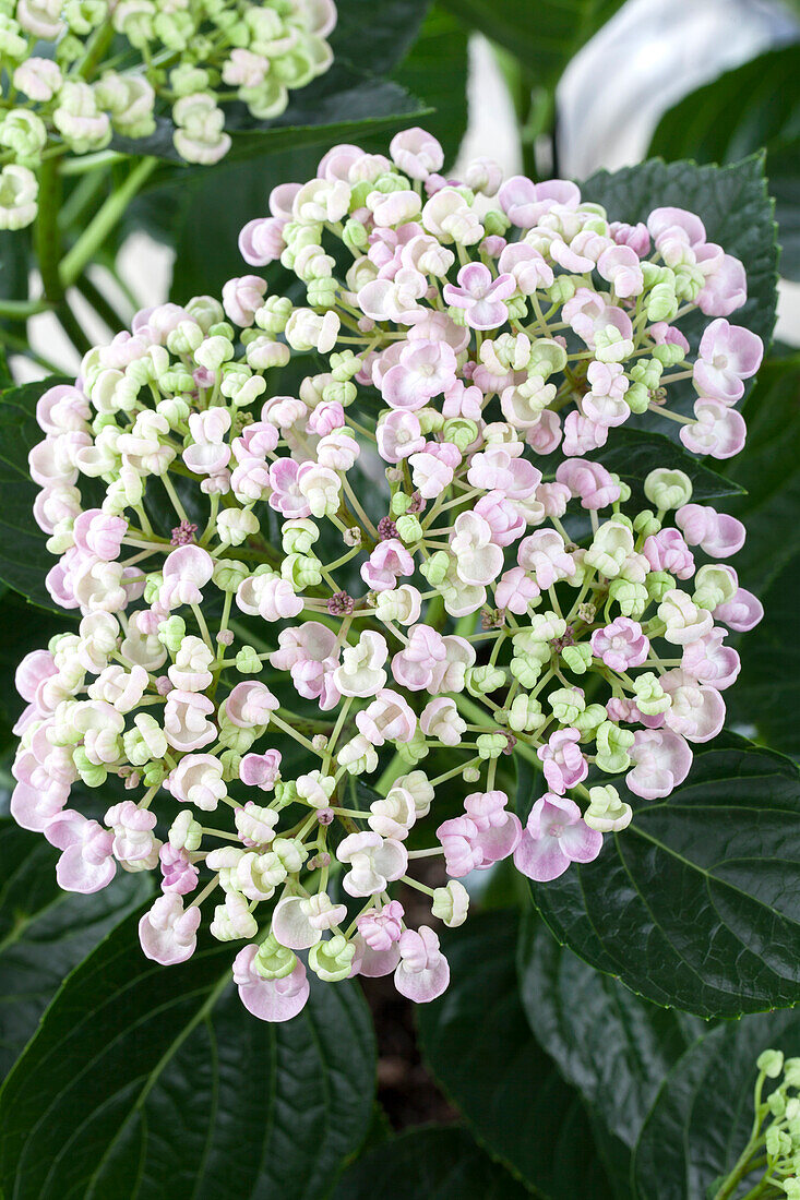 Hydrangea macrophylla