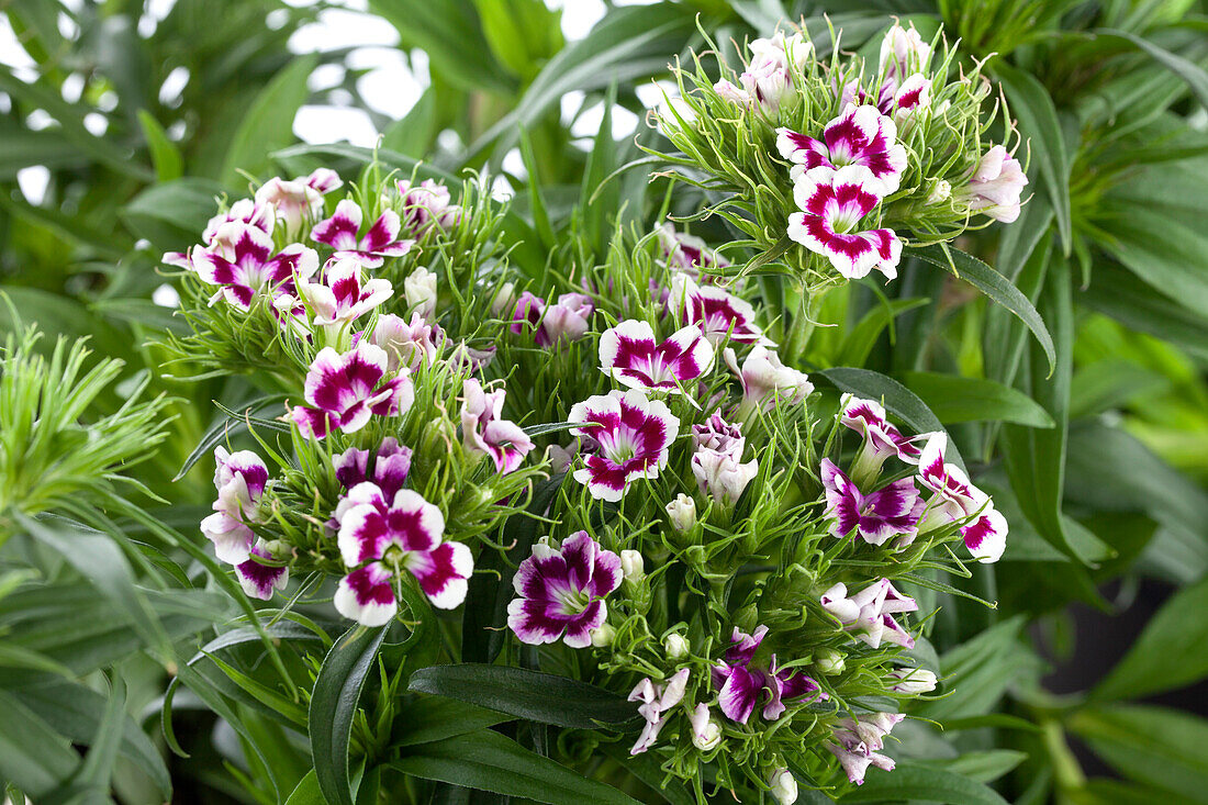 Dianthus barbatus