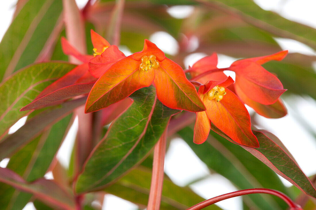 Euphorbia griffithii 'Fireglow'