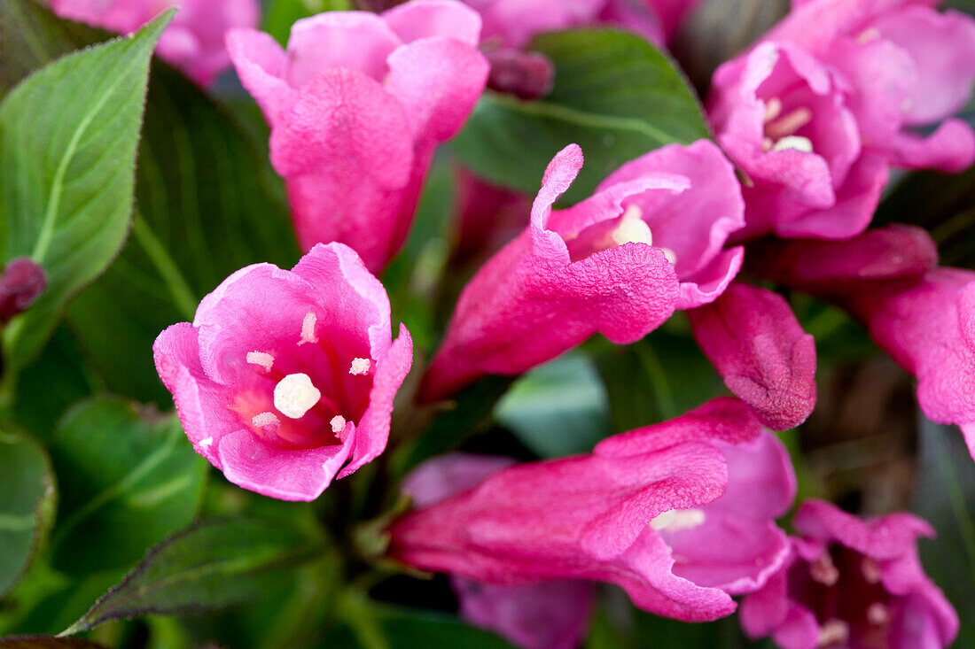 Weigela 'Rumba'