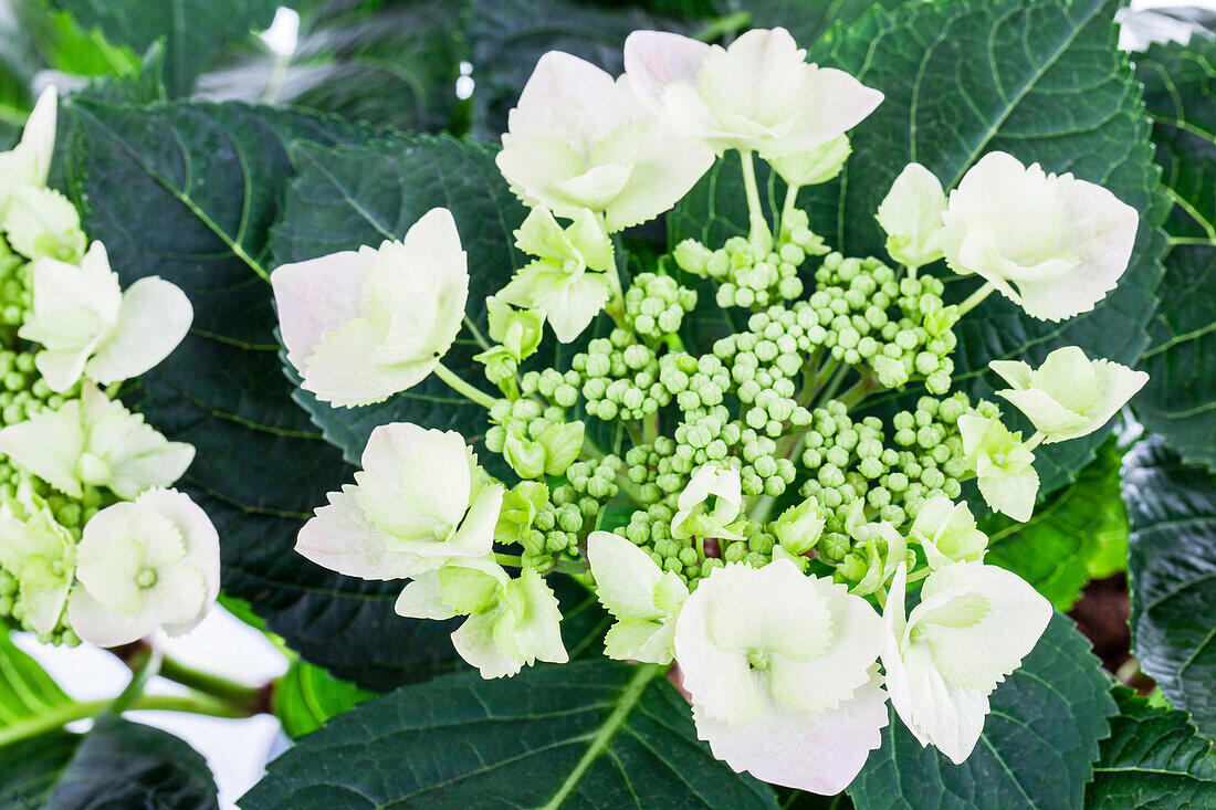 Hydrangea macrophylla 'Frisbee'®