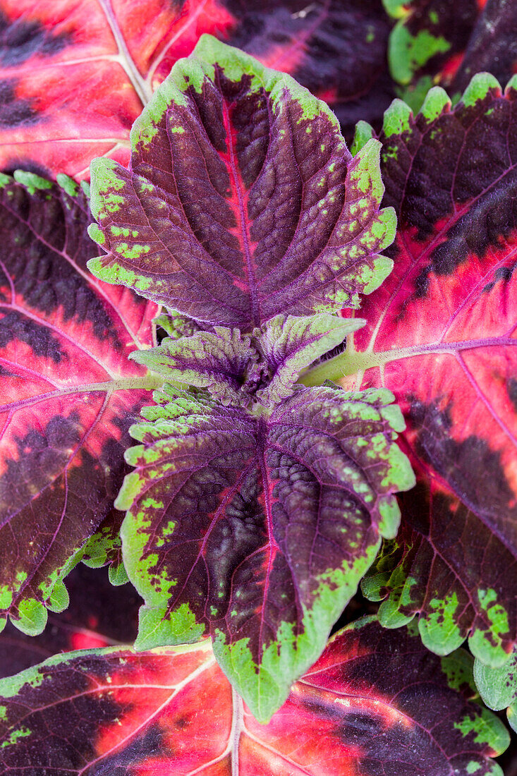 Coleus blumei