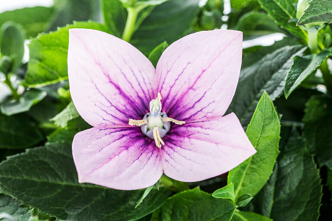 Platycodon grandiflorus