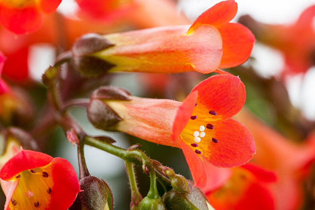 Kalanchoe blossfeldiana 'Mirabella