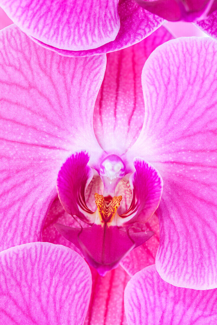 Phalaenopsis, rosa