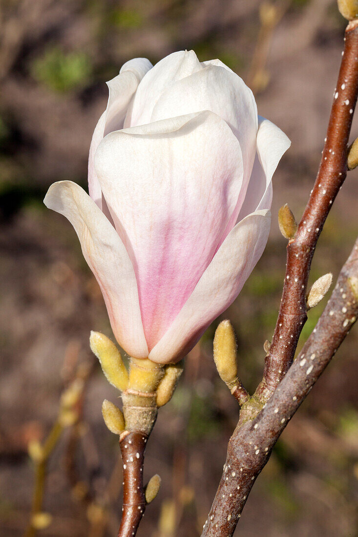 Magnolia stellata