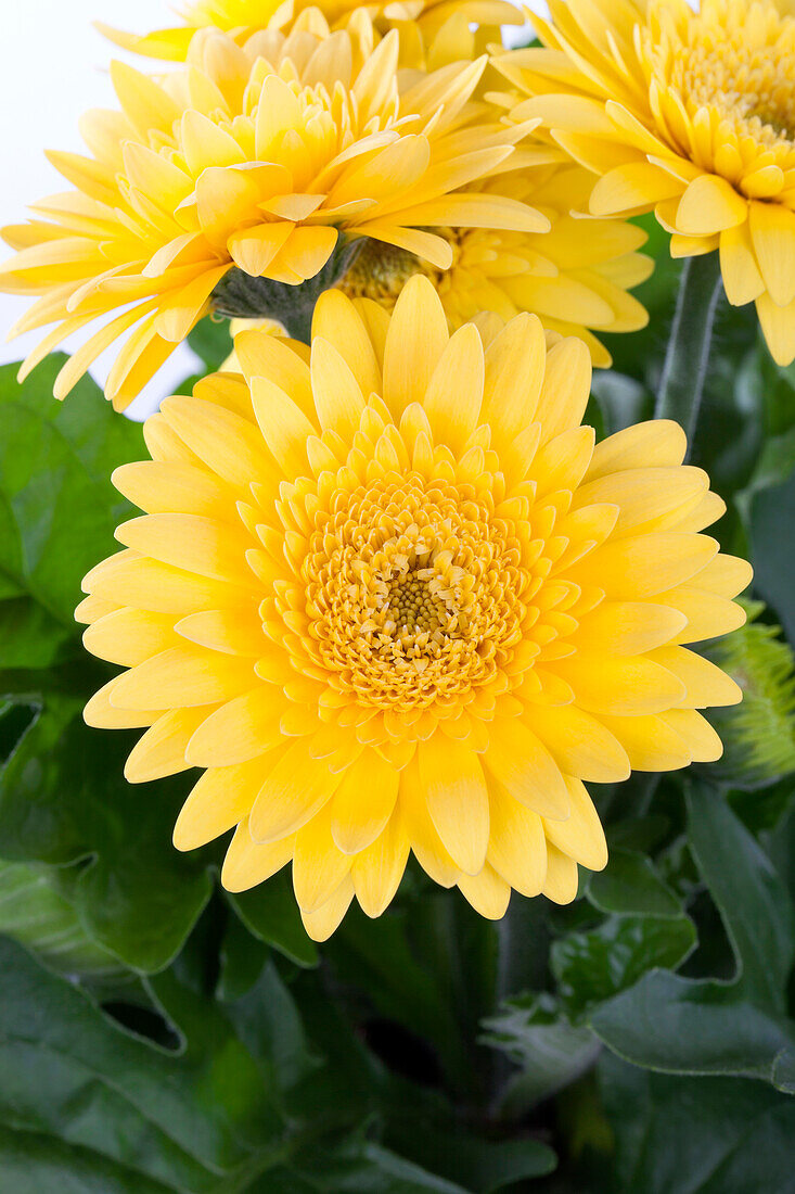 Gerbera 'Durora'