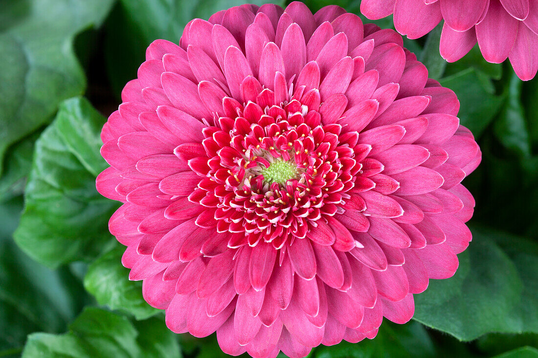 Gerbera 'Durora'