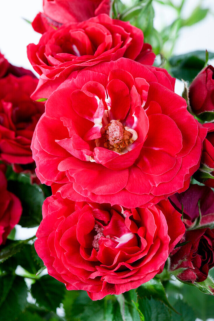 Rosa 'Royal Red