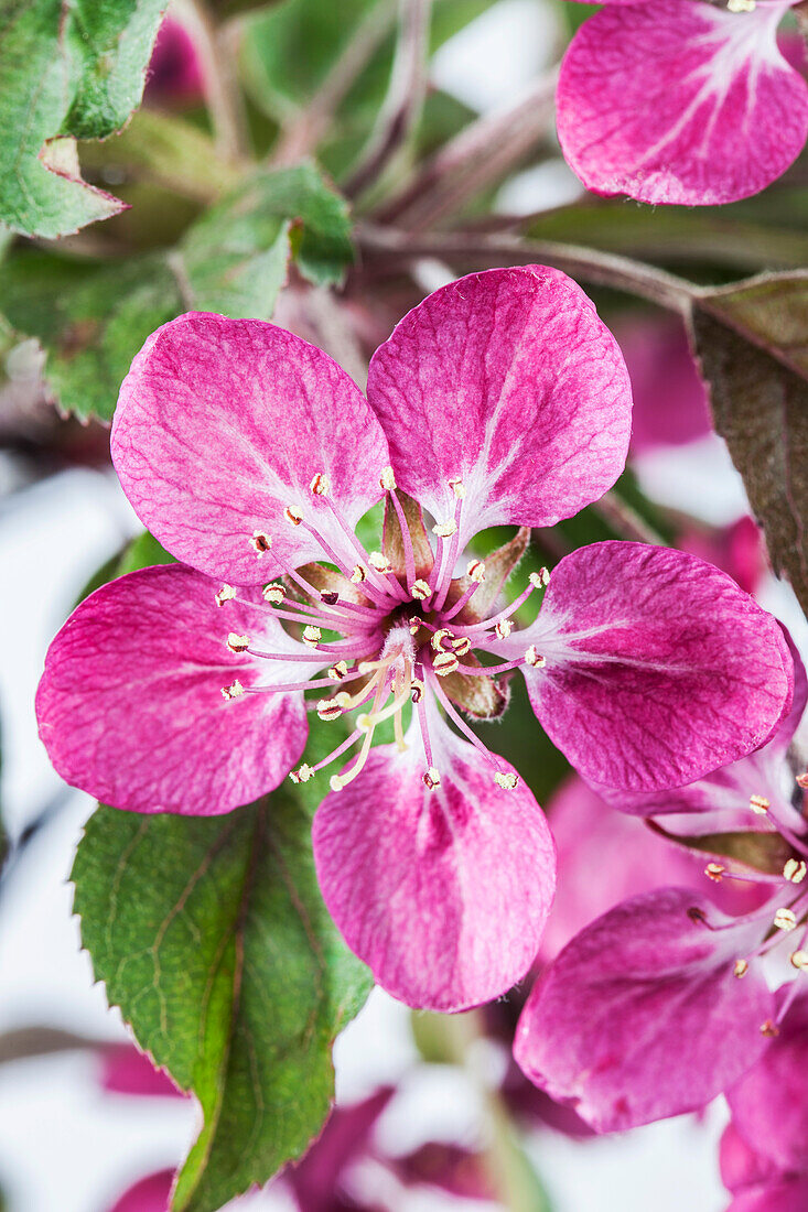 Malus 'Coccinella'®