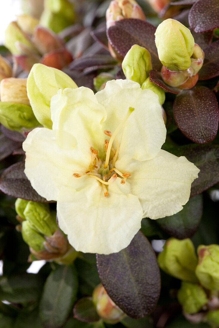 Rhododendron 'Wren