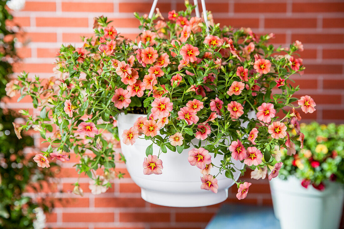 Calibrachoa