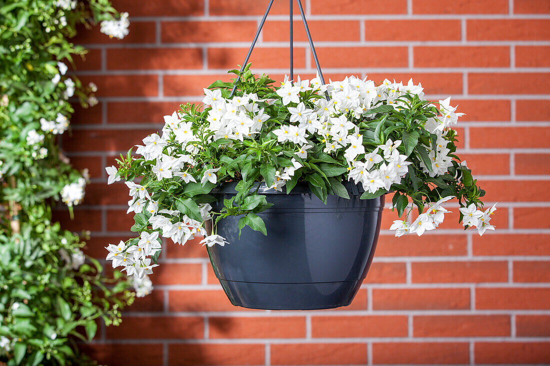 Solanum jasminoides, white